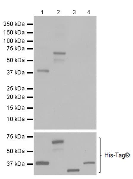 Anti-HuD + HuC antibody [EPR19098](AB184267)
