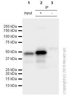 Anti-PAX5 antibody [EPR3730(2)](AB109443)