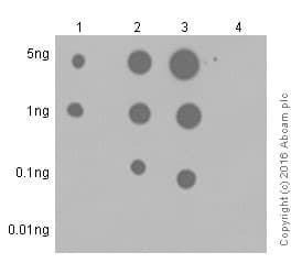 Jak1 Phospho Y1034 Y1035 Antibody Epr18992 Ab138005  Dot Blot Img33441