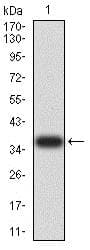 Anti-TIM 1 antibody [3D9F5](AB233720)