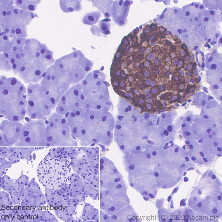 Anti-Chromogranin C/SGII antibody [EPR23876-52] - BSA and Azide free(AB275028)