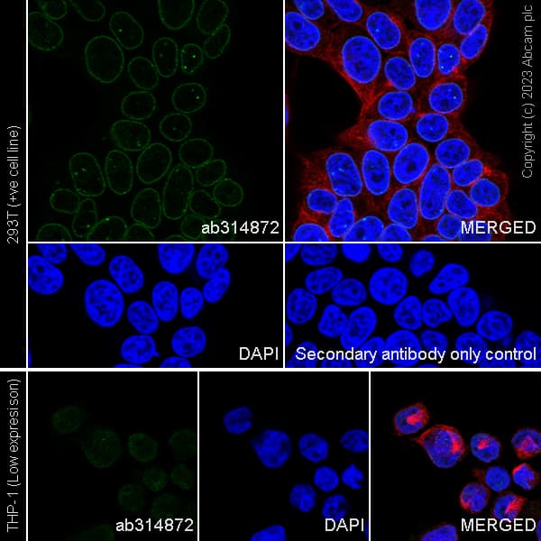 Goat Anti-Rabbit IgG H&L (Alexa Fluor® 647) preadsorbed(AB150083)