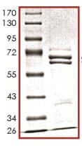 Recombinant Human Metnase protein(AB125543)
