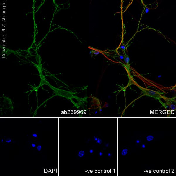 Anti-KCC2 antibody [EPR24203-85](AB259969)