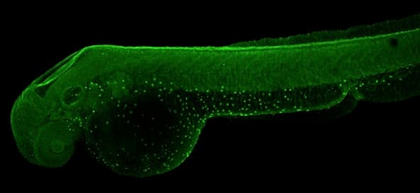 Anti-ATP6V1A antibody(AB209823)