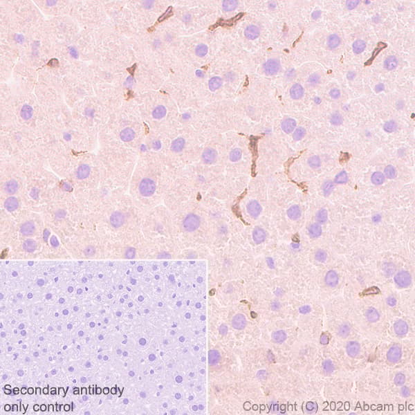 Anti-COX2 / Cyclooxygenase 2 antibody [EPR12012](AB179800)
