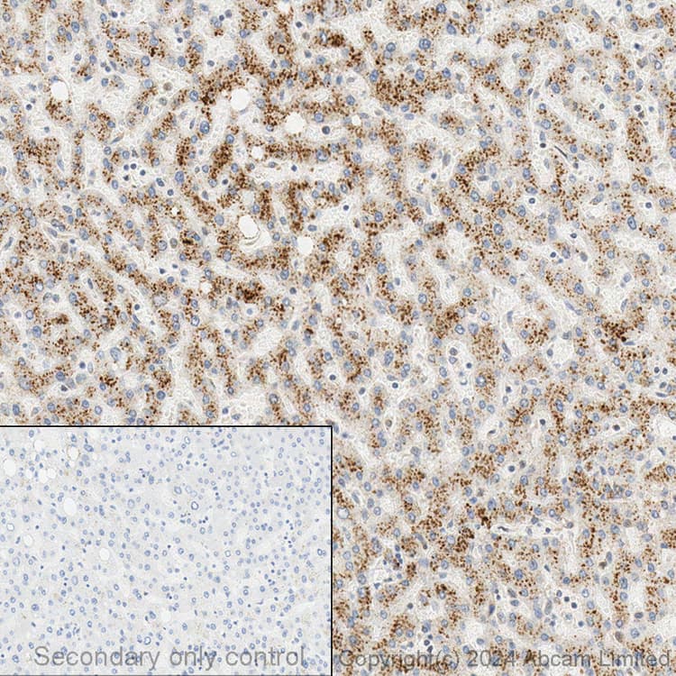 Anti-LAMP2A antibody - Lysosome Marker(AB18528)