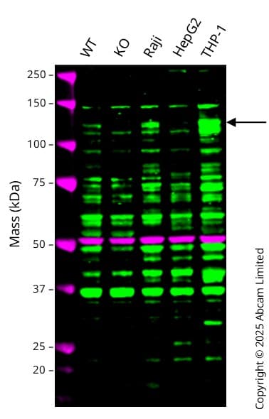 Anti-Rubicon/Baron antibody(AB92388)