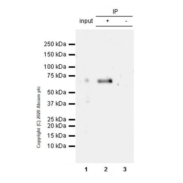 Anti-SYT2 + SYT1 antibody [EPR23920-2](AB259977)