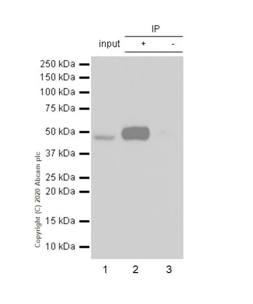 Anti-Transcription factor AP-2-alpha antibody [EPR2688(2)](AB108311)
