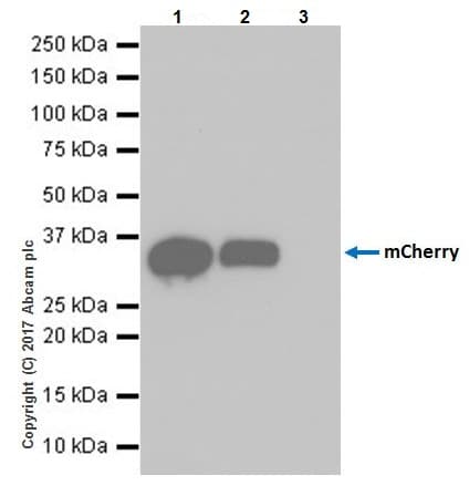 Anti-mCherry antibody [EPR20579](AB213511)