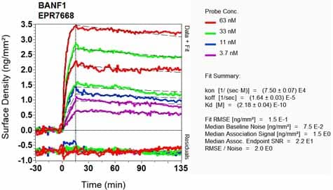 Anti-BANF1/BAF antibody [EPR7668](AB129184)