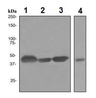 Creatine Kinase B Type Antibody Epr3926 Ab108388  Western Blot Img71570