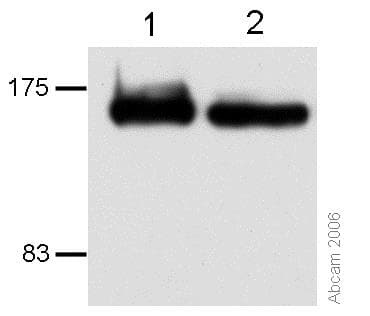 Anti-CTCF antibody [mAbcam 37477](AB37477)