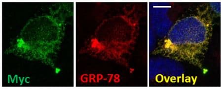 Anti-GRP78 BiP antibody(AB21685)