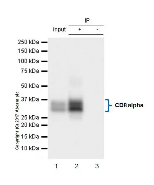 Anti-CD8 alpha antibody [EPR21769](AB217344)