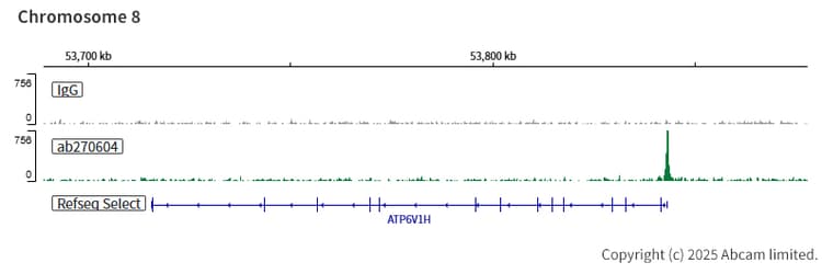 Anti-TFEB antibody [EPR22940-151](AB270604)