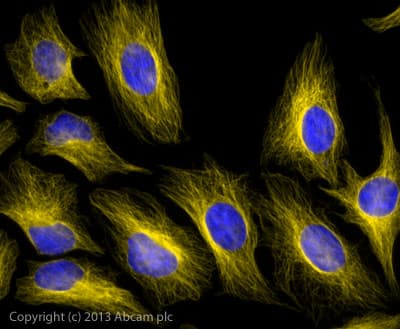 Donkey F(ab')2 Anti-Mouse IgG H&L (Alexa Fluor® 568)(AB175699)