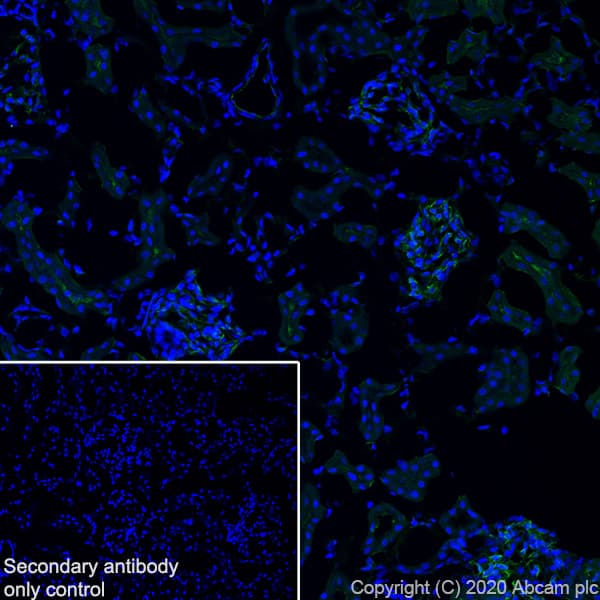 Anti-CD34 antibody [EP373Y](AB81289)