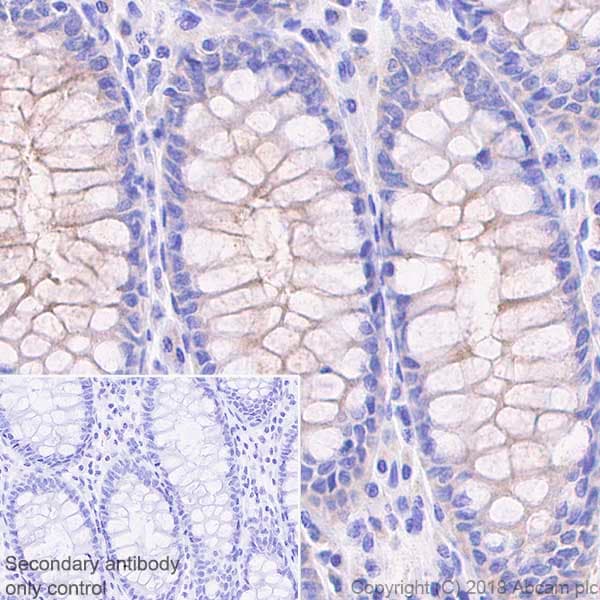 Anti-MUC13 antibody [EPR21901] - BSA and Azide free(AB237590)