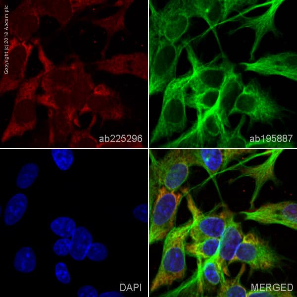 Alexa Fluor 647 Prostaglandin D Synthase Lipocalin Pds Antibody Ep12357 Ab225296  Immunocytochemistry Immunofluorescence Img24613