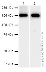 Anti-VEGF Receptor 1 antibody [Y103](AB32152)