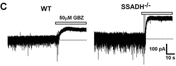 SR95531 (Gabazine) (mM/ml), GABAA antagonist(AB144487)