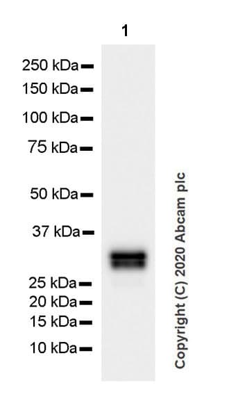 Anti-Pit1 antibody [EPR23555-203](AB273048)