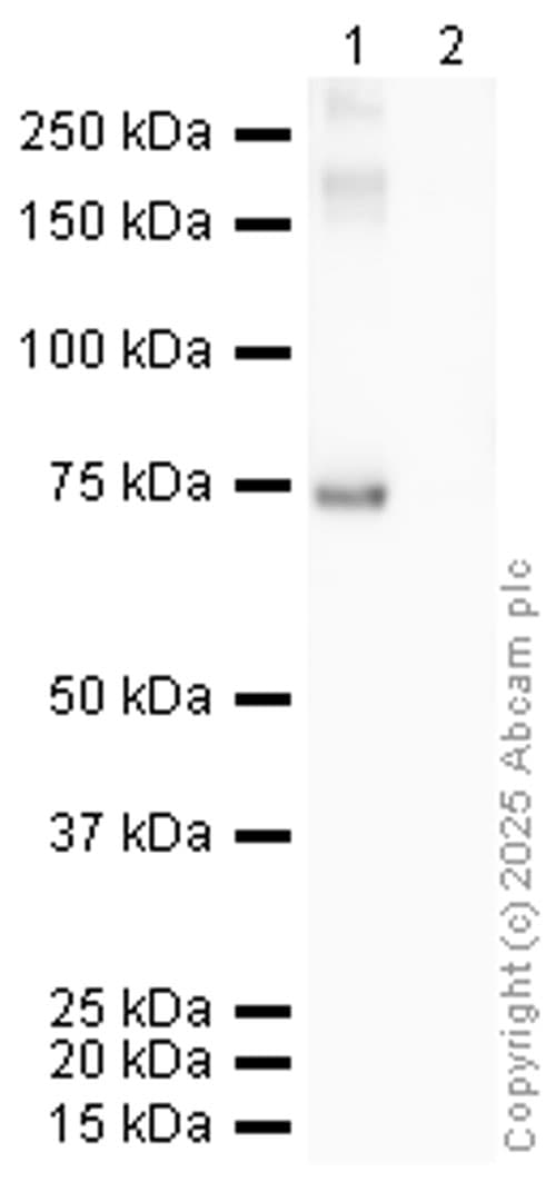 Anti-N6-methyladenosine (m6A) antibody(AB151230)