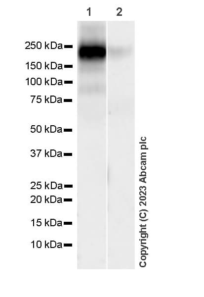 Anti-ECM Isoform 1 antibody [EPR25810-46] - BSA and Azide free(AB314894)