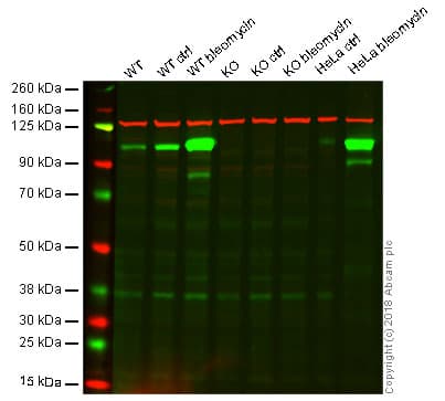 Kap1 Phospho S824 Antibody Epr5248 Bsa And Azide Free Ab215549  Western Blot Img415