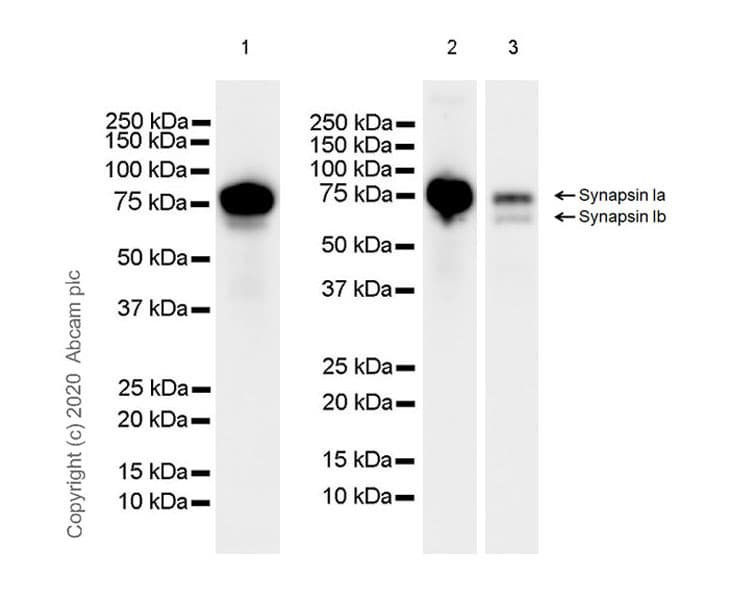 Anti-Synapsin I antibody [EPR23531-50] - Synaptic Marker(AB254349)