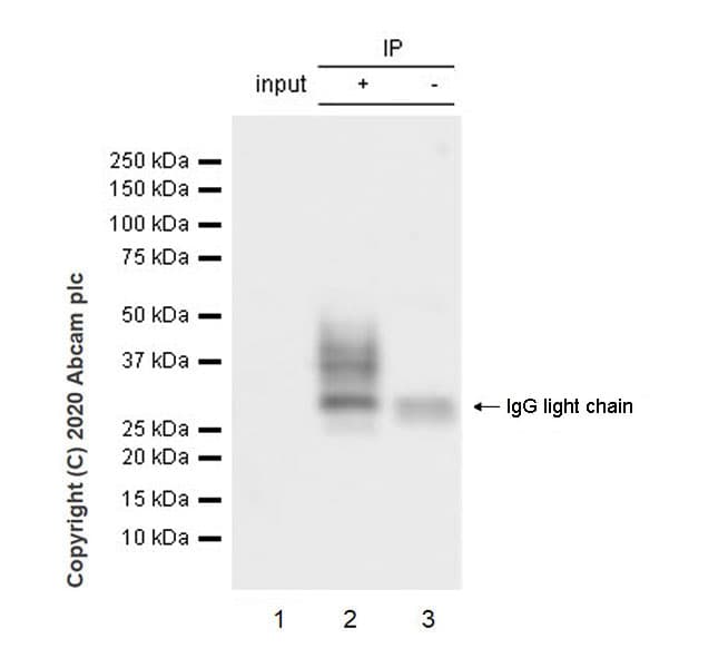 Bst2 Tetherin Antibody Epr23597 202 Bsa And Azide Free Ab272175  Immunoprecipitation Img11714