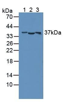 Cd300c Antibody Ab232789  Western Blot Img129233
