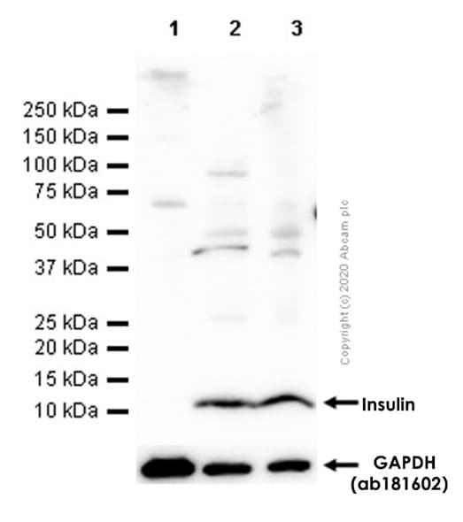 Anti-Insulin antibody [EPR17359](AB181547)