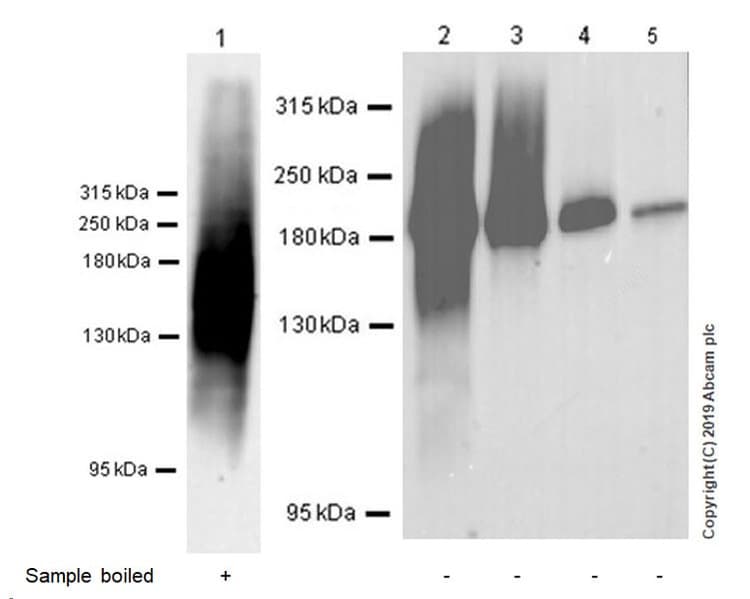Anti-MRP1 antibody [EPR22841-78](AB260038)