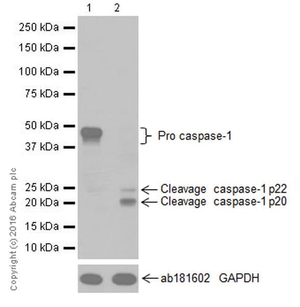 Anti-Caspase-1 antibody [EPR19672](AB207802)
