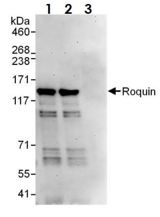 Anti-RC3H1 antibody(ab70195)