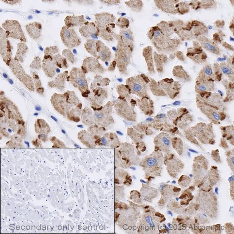Anti-N Cadherin antibody - Intercellular Junction Marker(AB18203)