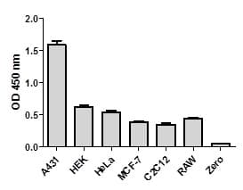 SMAD1 (pS463/465) ELISA Kit(AB186036)