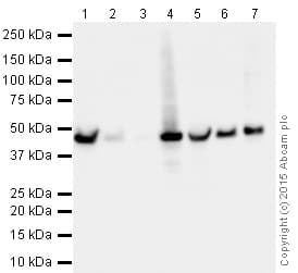 Magnetic beads Anti-GFP VHH Single Domain antibody(AB193983)