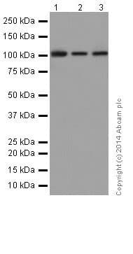 Anti-Rb antibody [EPR17512](AB181616)