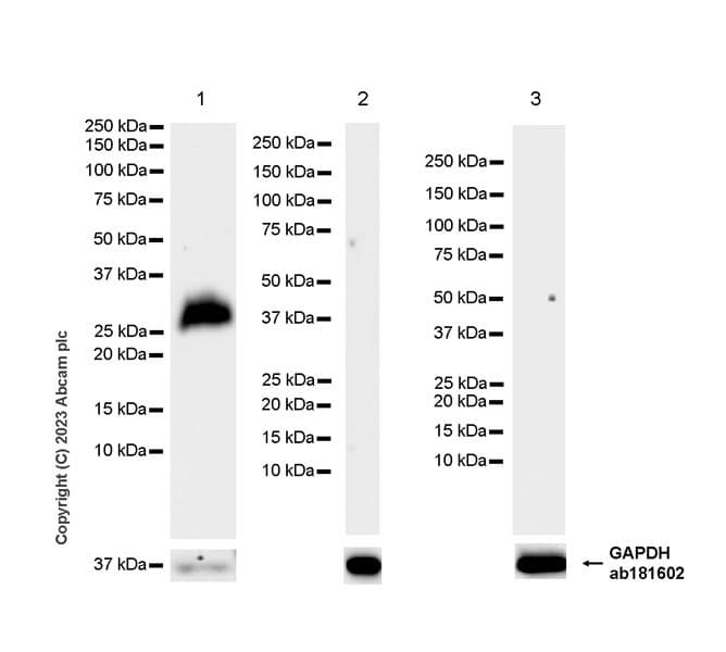 Anti-Neutrophil Elastase antibody [EPR28386-66](AB310335)