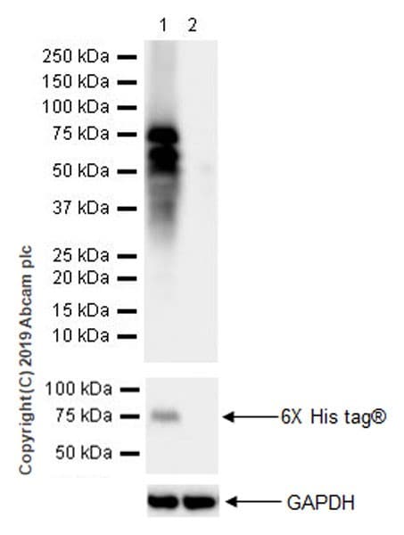 Anti-DLL3 antibody [EPR22592-18](ab229902)