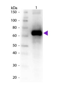 Fluorescein Antibody Ab6644  Western Blot Img29125