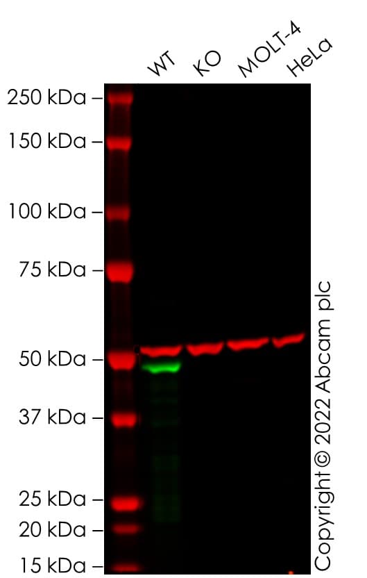 Anti-GATA1 antibody [EPR17362] - ChIP Grade(AB181544)