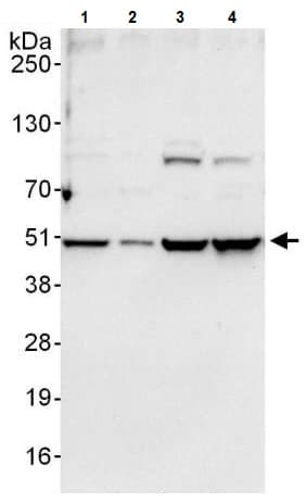 Pabpn1 Antibody Ab241477  Western Blot Img132018