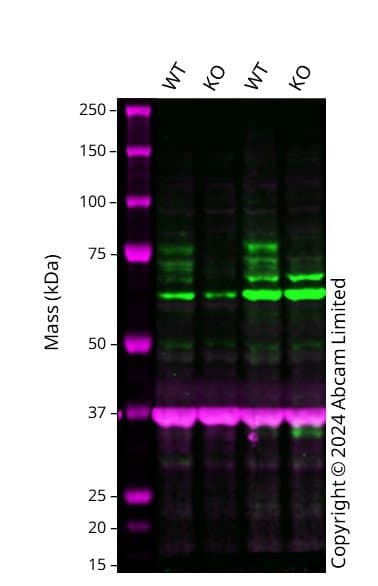 Anti-FMRP antibody [EPR23852-90] - BSA and Azide free(AB277489)