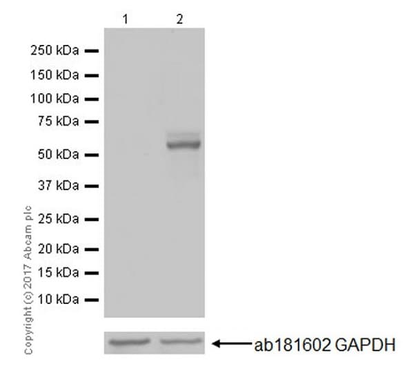 Anti-c-Fos antibody [EPR20769](AB214672)