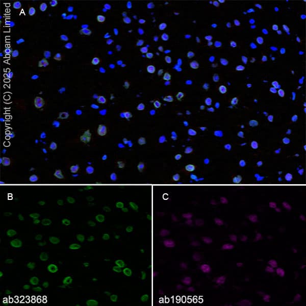 Alexa Fluor® 647 Anti-NeuN antibody [EPR12763] - Neuronal Marker(AB190565)